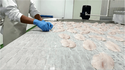 Indonesian khov ntses fillet 750kg / h qhov taub lub freezer